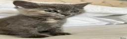Ragdoll cats for sale: Pretty ragdoll X short hair friendly girl kittens  - Advert 8
