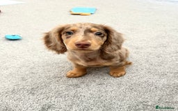 Dachshund dogs for stud: Chocolate Dapple Long-Haired Dachshund stud - Image 1