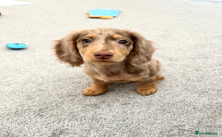 Dachshund dogs - Advert 1