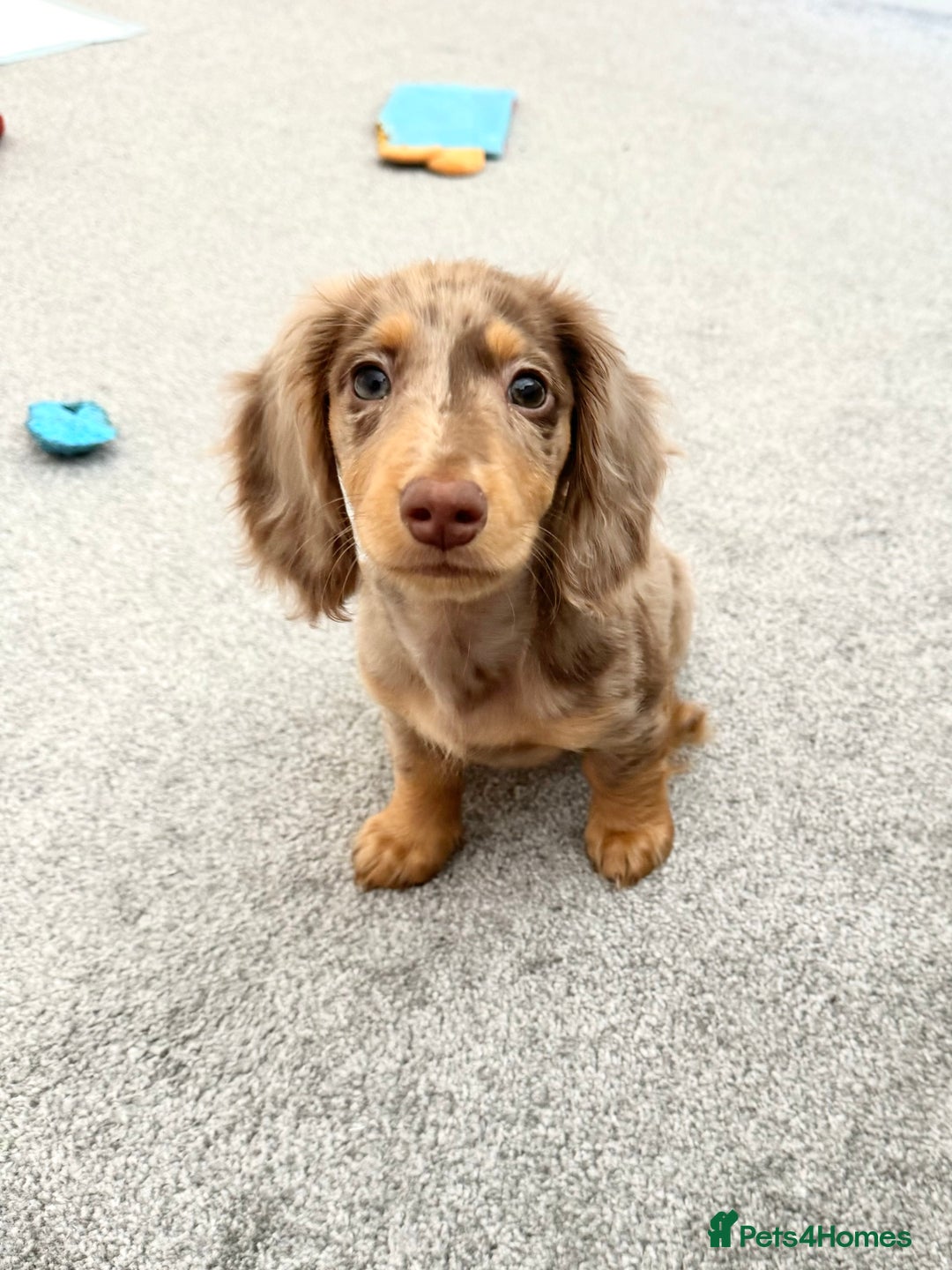 Dachshund dogs for stud: Chocolate Dapple Long-Haired Dachshund stud - Image 1