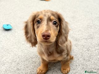 Dachshund dogs STUD - Chocolate Dapple Std Long-Haired Dachshund - Advert 14