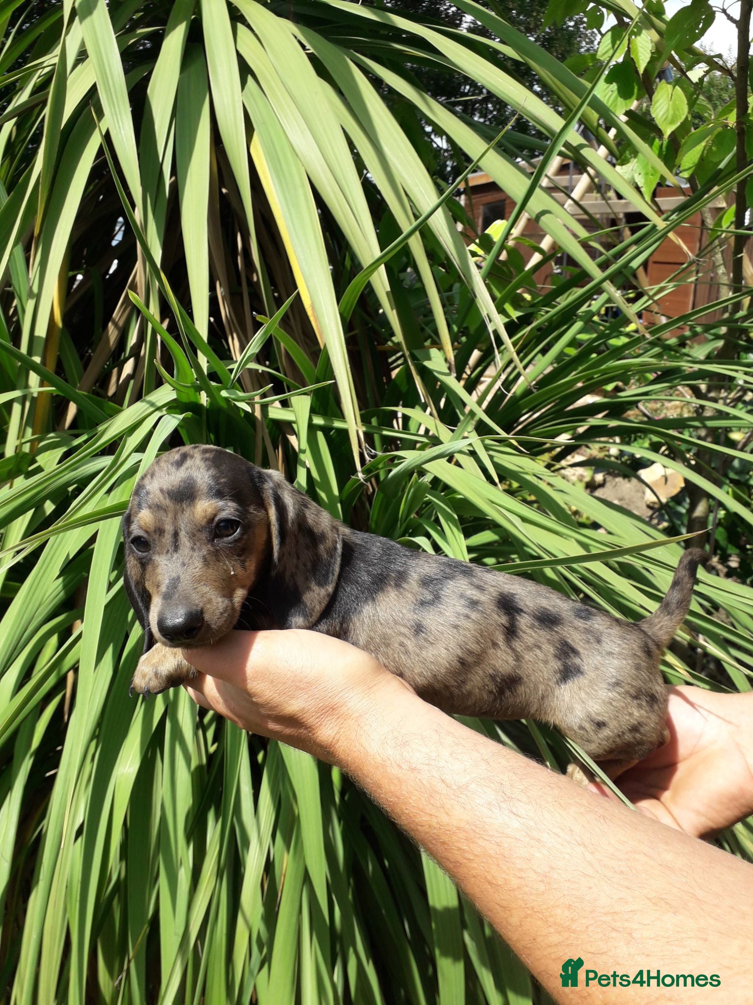 Miniature Dachshund dogs *TRUE MINIATURE OUTSTANDING DACHSHUNDS* - Advert 14