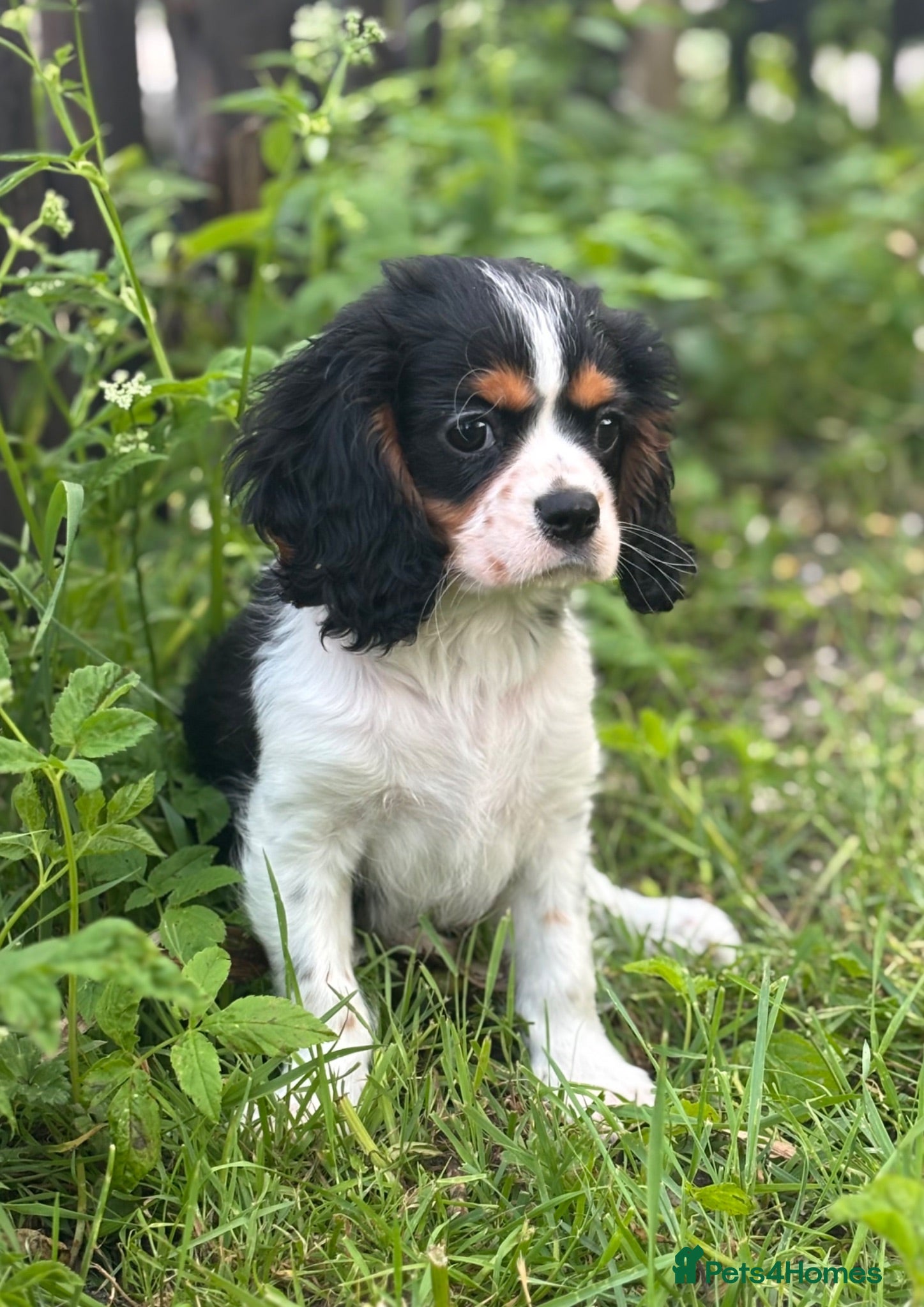Cavalier King Charles Spaniel dogs 🐶 Health tested Cavalier King Charles Puppies 🐶  - Advert 2