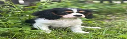 Cavalier King Charles Spaniel dogs for sale: 🐶 Health tested Cavalier King Charles Puppies 🐶  - Advert 20