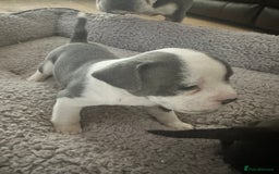 Mixed Breed dogs for sale: American French bulldog  - Image 4
