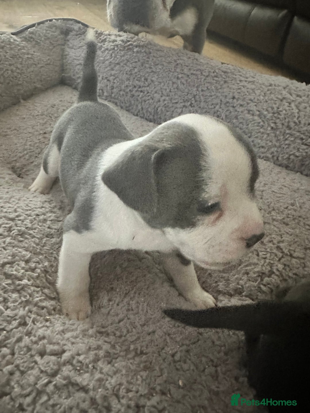Mixed Breed dogs for sale: American French bulldog  - Image 4