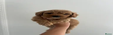 Cavapoochon 3