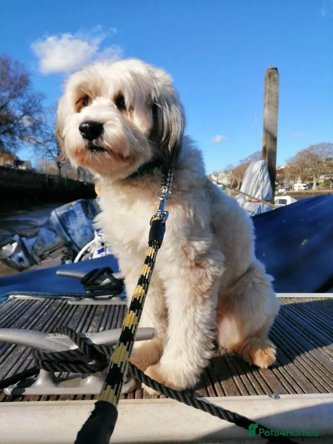 Mixed Breed dogs for adoption: Beautiful Ellie in Kingsbridge - Advert 2