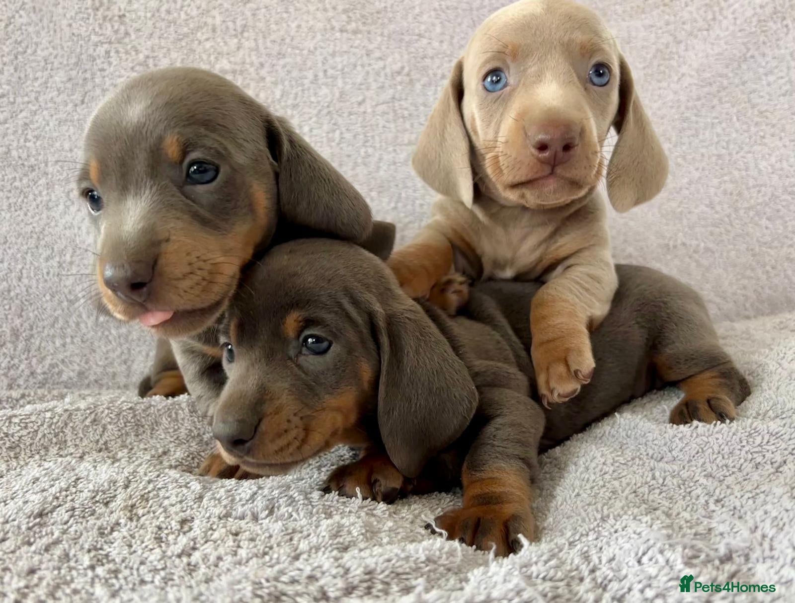 Miniature Dachshund dogs DNA Tested Mini Smooth Dachshund Pups - Advert 2