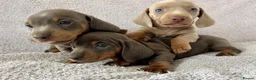 Miniature Dachshund dogs for sale: DNA Tested Mini Smooth Dachshund Pups - Advert 1