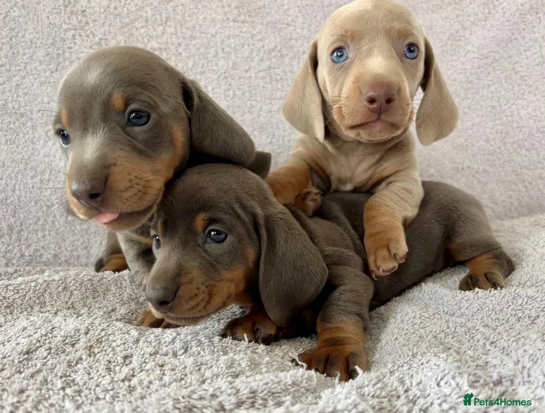 Miniature Dachshund dogs for sale: DNA Tested Mini Smooth Dachshund Pups - Advert 1