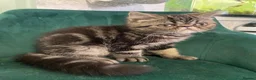 Persian cats for sale: Male Persian Kitten in Cheltenham - Advert 2