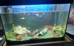 Other/Mixed Breed fish for sale: 2 fish tank with every thing inside - Image 9