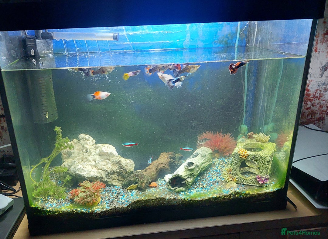 Other/Mixed Breed fish for sale: 2 fish tank with every thing inside - Image 9