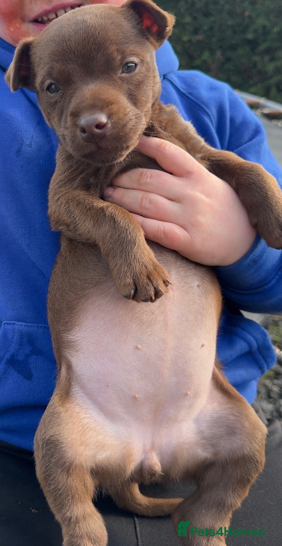 Patterdale Terrier dogs Adorable Patterdale Bitch  - Advert 1