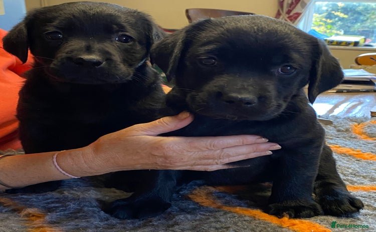 Labrador Retriever dogs - Advert 14