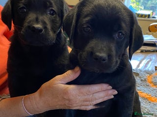 Labrador Retriever dogs - Advert 16