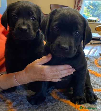 Labrador Retriever dogs - Advert 10