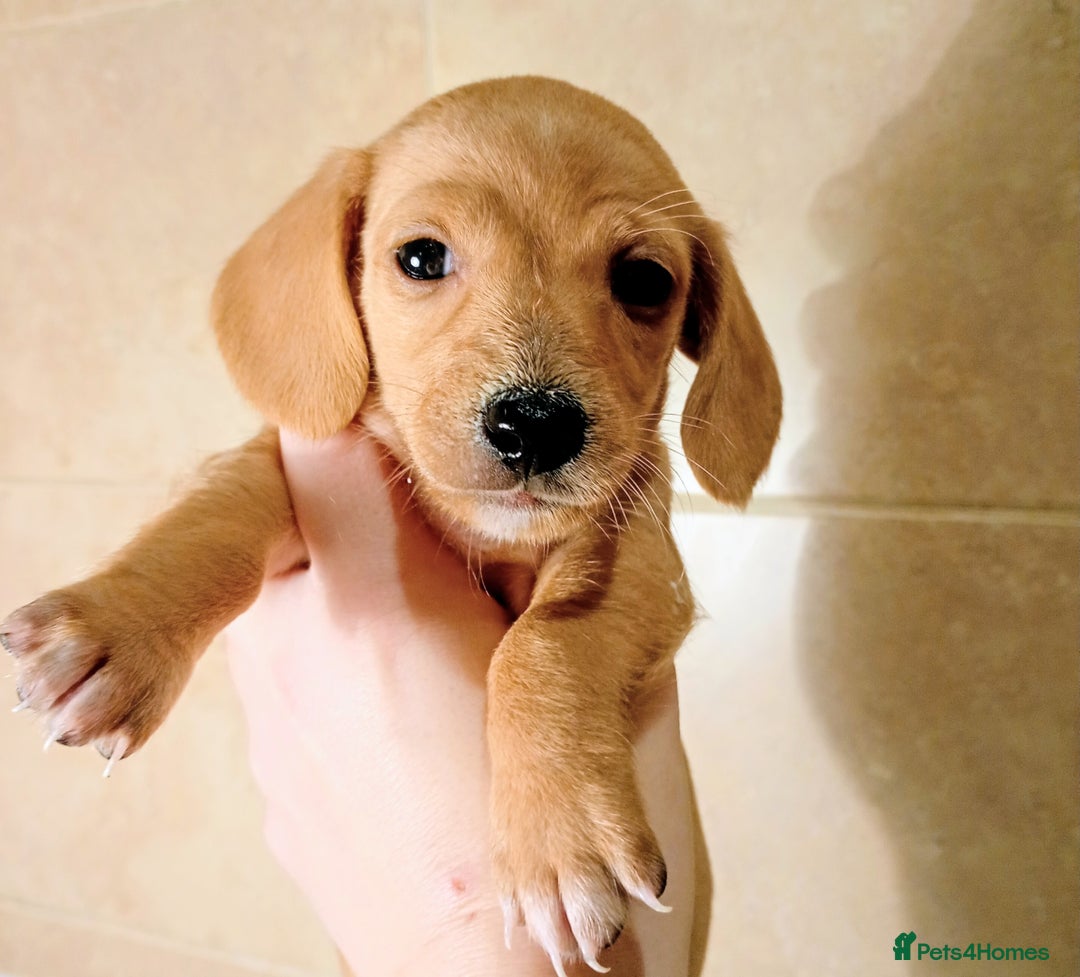 Miniature Dachshund dogs for sale: Miniature Dachshund puppies  - Advert 4