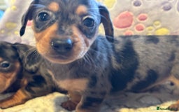 Dachshund dogs for sale: Stunning Miniature Dachshund Pups - Image 8