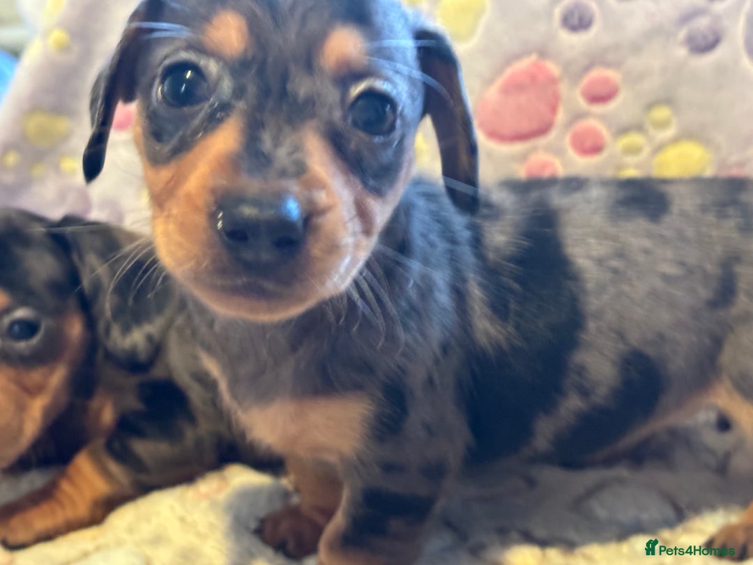 Dachshund dogs for sale: Stunning Miniature Dachshund Pups - Image 8