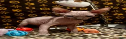 Sphynx cats for sale: 🐾 Beautiful Sphynx Kittens  ready to leave🐾 - Advert 6