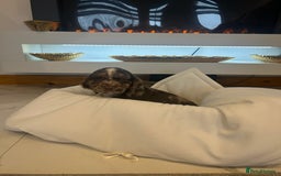 Cocker Spaniel dogs for sale: Rainbow litter cocker spaniel puppies  - Advert 21