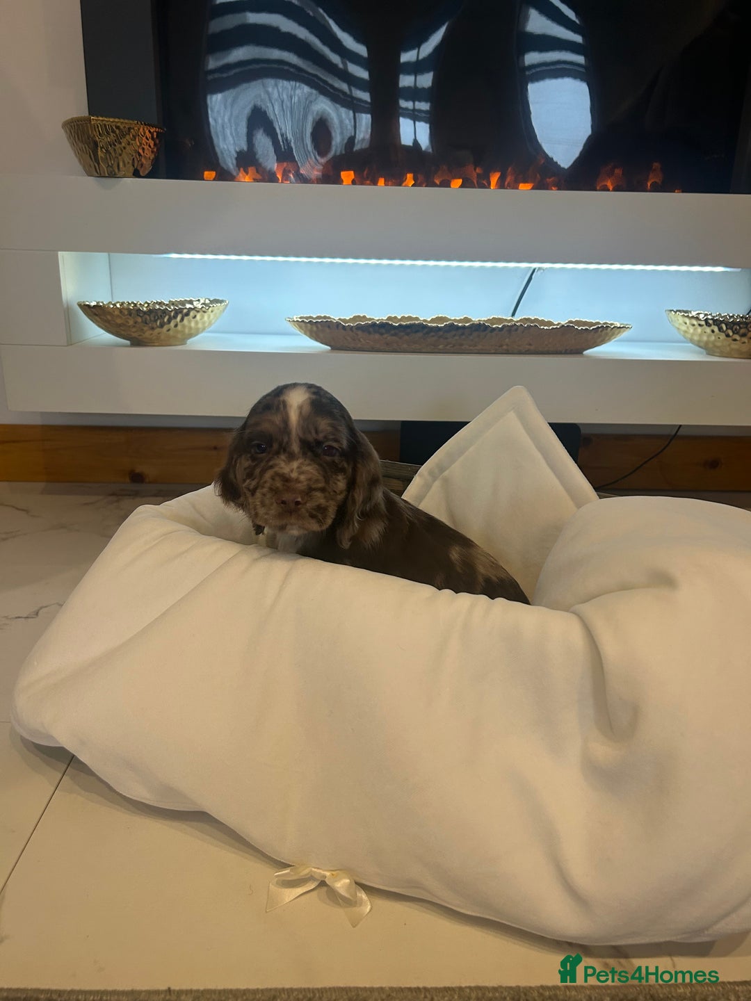 Cocker Spaniel dogs for sale: Rainbow litter cocker spaniel puppies  - Advert 21