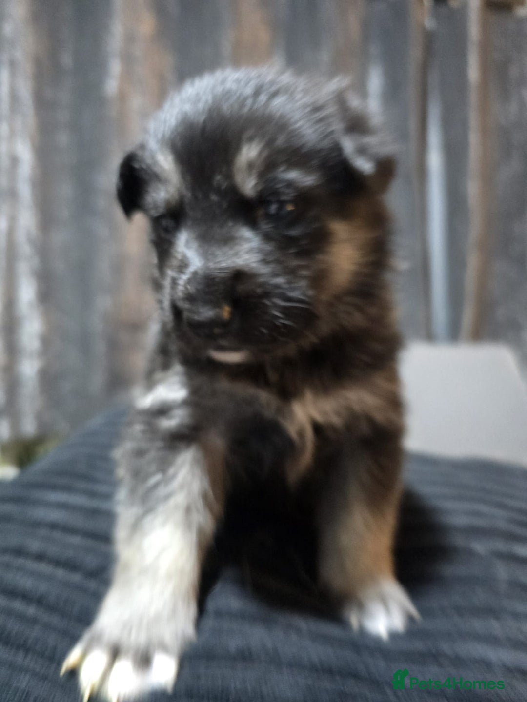 Siberian Husky dogs for sale: Husky pups - Advert 17