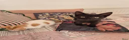 Mixed Breed cats for sale: KITTENS READY TO LEAVE in Oldbury - Advert 13