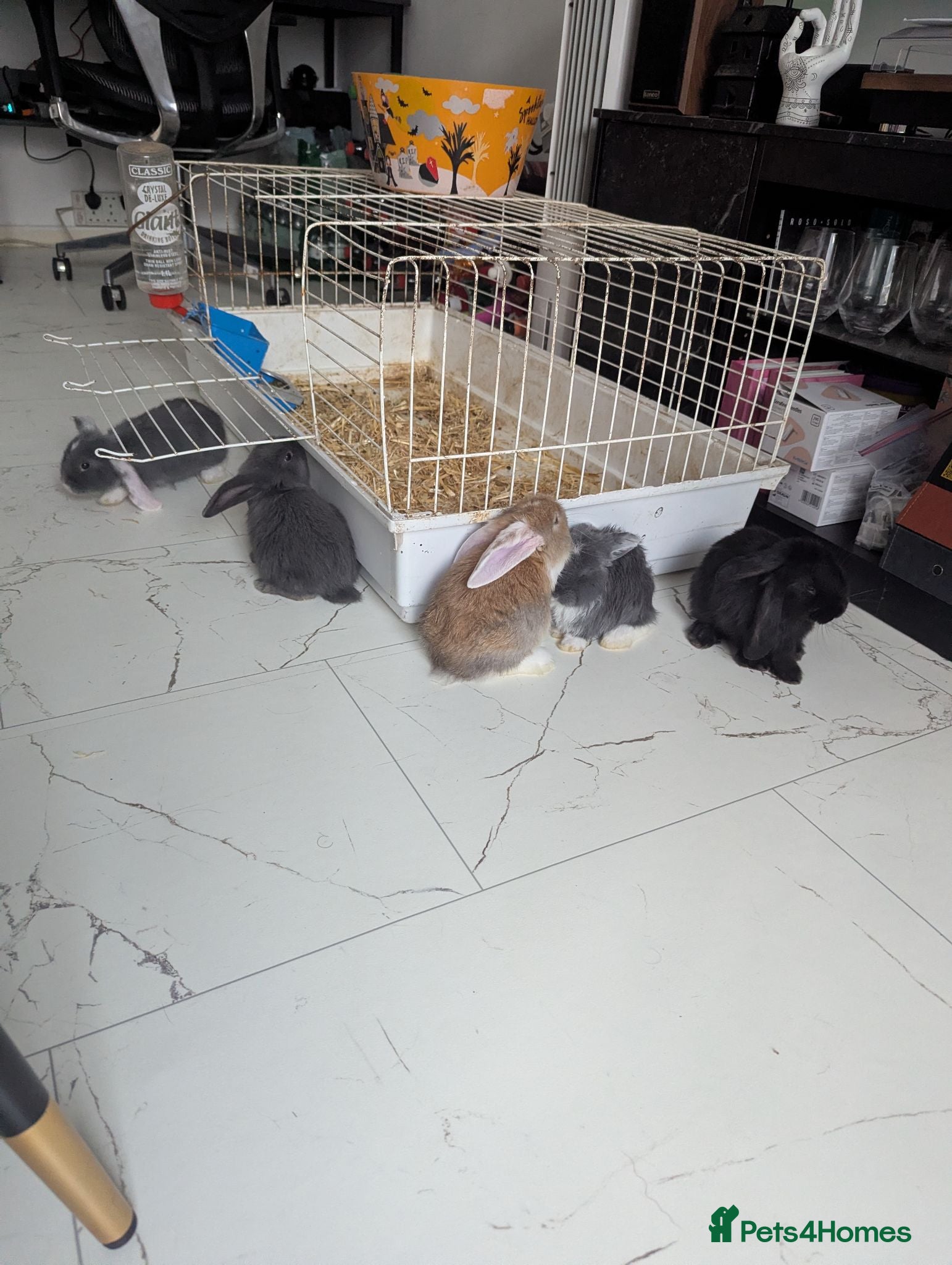 French Lop rabbits 5 Baby French lops - Advert 6