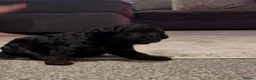 Cavapoo dogs for sale: Male F1b Cavapoo - Advert 6