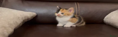 Patched Tabby Calico