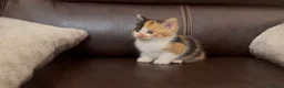 Mixed Breed cats for sale: “ **  Paws” in Manchester - Advert 8