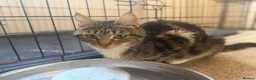 Mixed Breed cats for sale: Kittens  - Advert 7