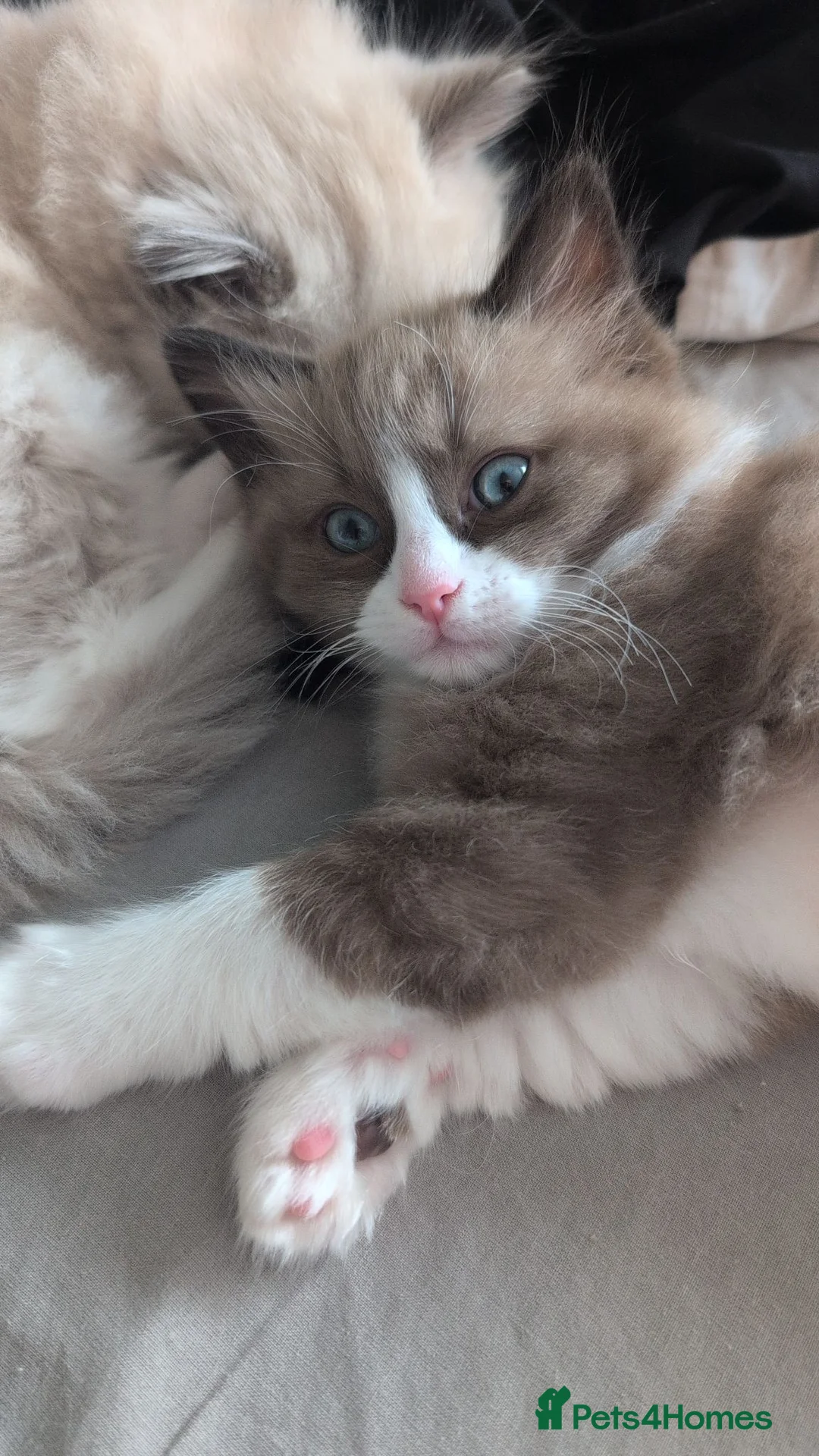 Ragdoll cats for sale: Ragdoll Kittens MINK Boy left now - Advert 1