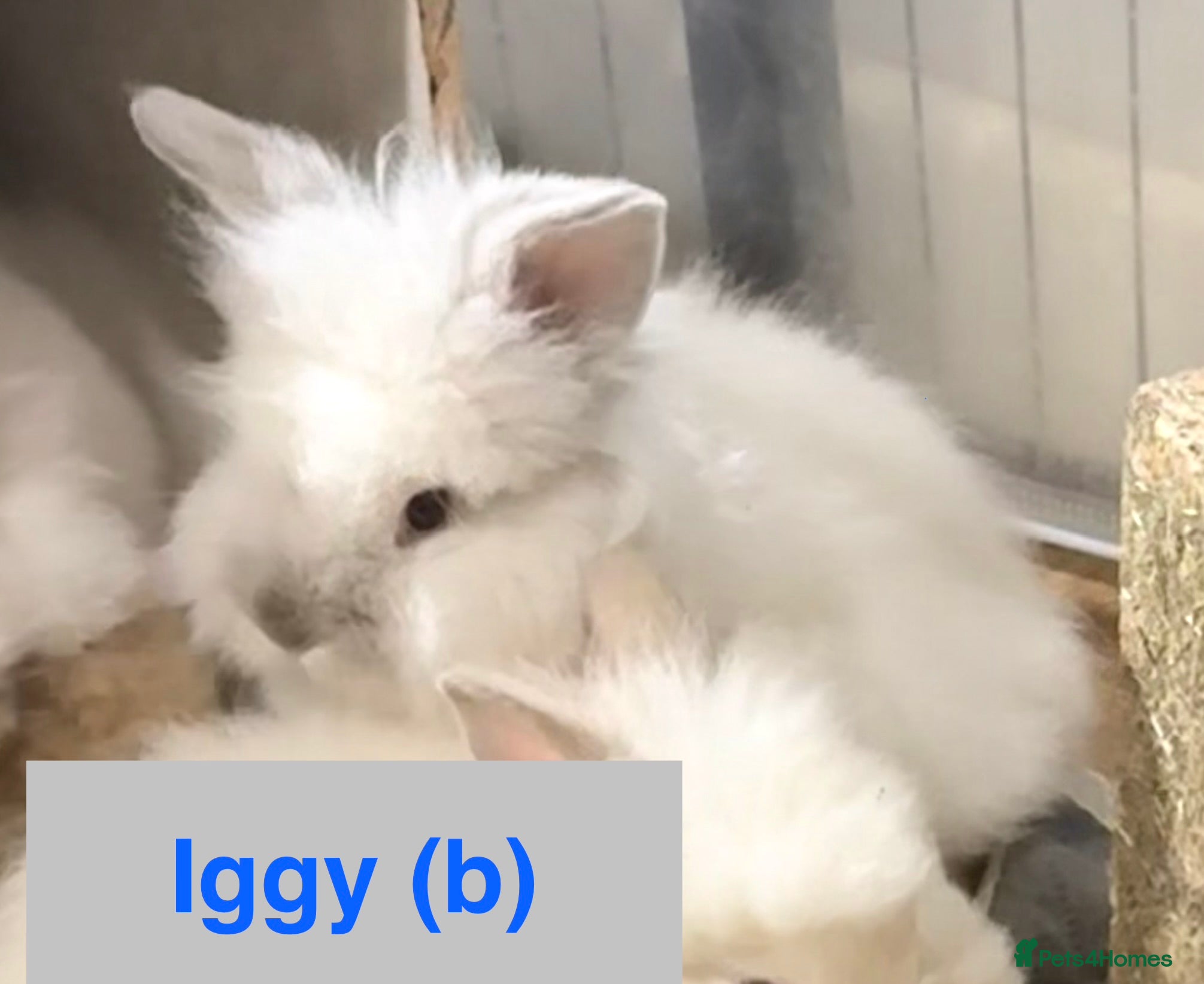 Lionhead rabbits Double Maned Lionhead Babies NOW 🥳 - Advert 1