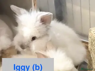 Lionhead rabbits Double Maned Lionhead Babies NOW 🥳 - Advert 1