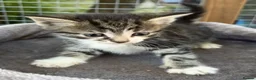 Persian cats for sale: Kittens looking for a forever  - Advert 3