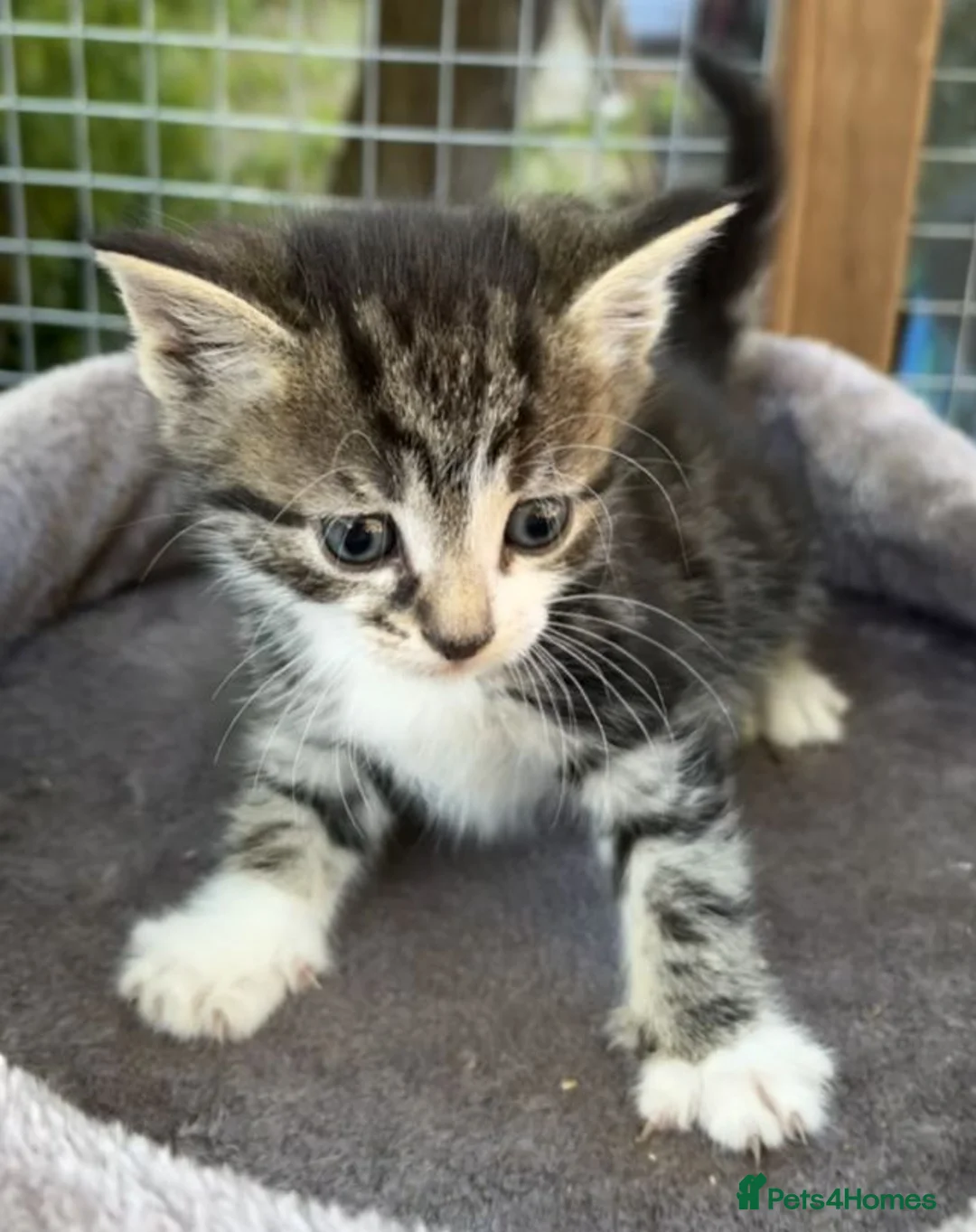 Persian cats for sale: Kittens looking for a forever  - Advert 3