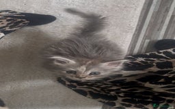 Maine Coon cats for sale: Kitten - Image 2