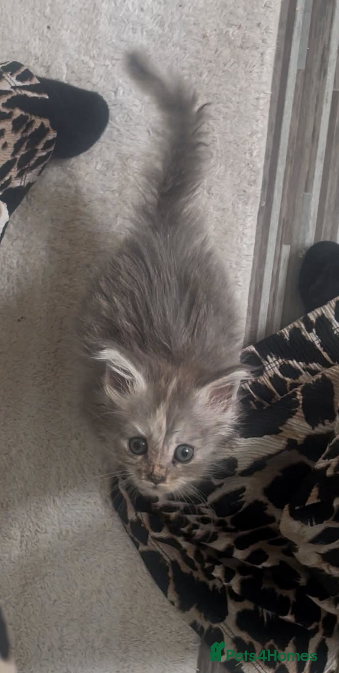 Maine Coon cats for sale: Kitten - Image 2