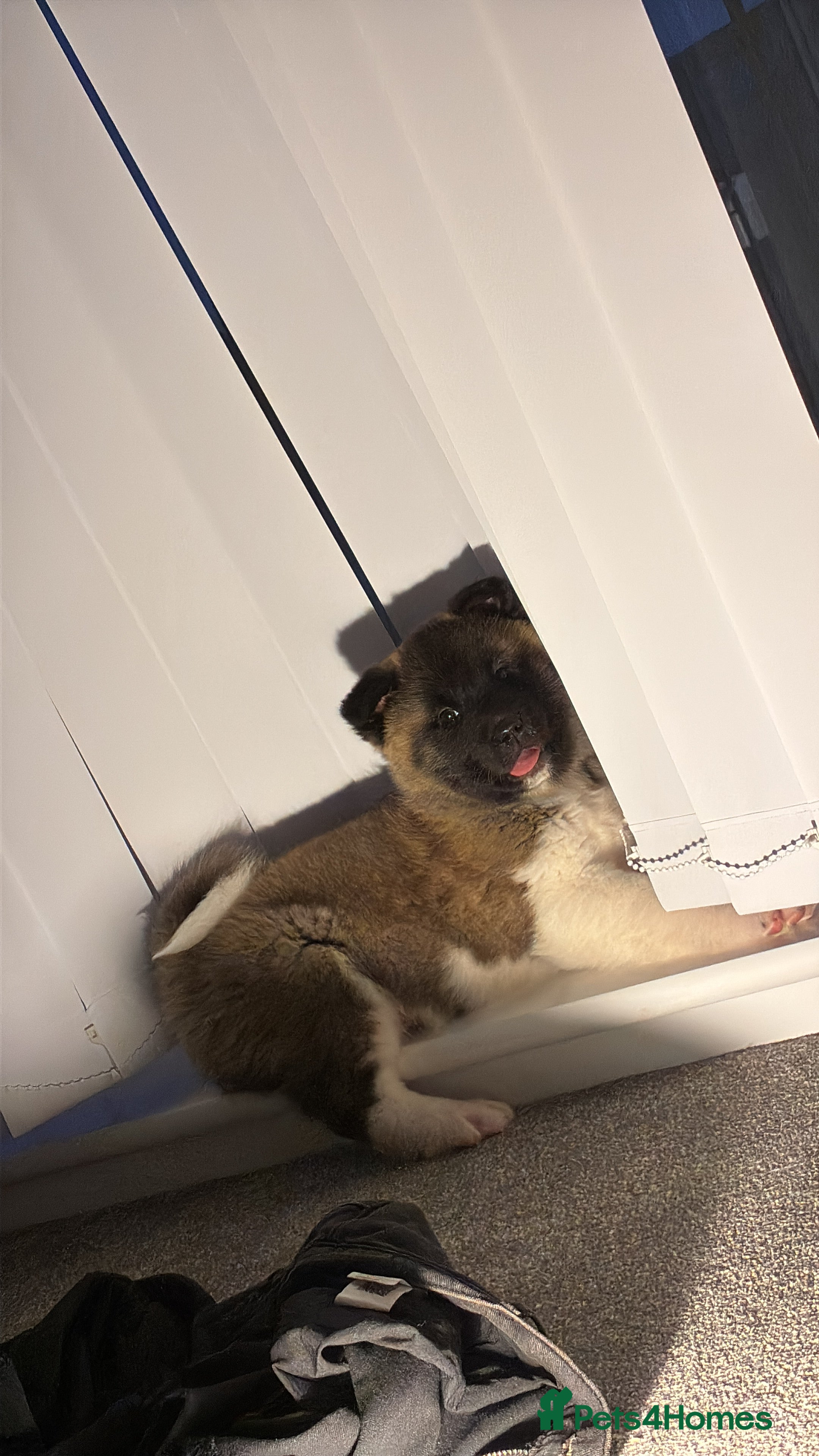 Akita dogs Likkle Sweetheart Akita Pup - Advert 2