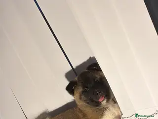 Akita dogs Likkle Sweetheart Akita Pup - Advert 2