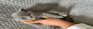 British Shorthair 2