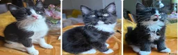 Mixed Breed cats for sale: Maine Coon Mixed Kittens Tabby & Tuxedo Richmond - Advert 26