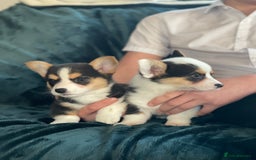 Welsh Corgi Pembroke dogs for sale: Beautiful Welsh Corgi Pembroke girls  - Advert 5
