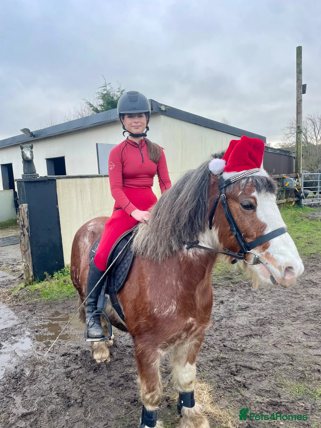 Other Breed horses for sale: 13hh blagdon gelding - Advert 1