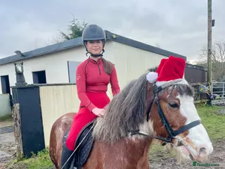 Other Breed horses 13hh blagdon gelding - Advert 1