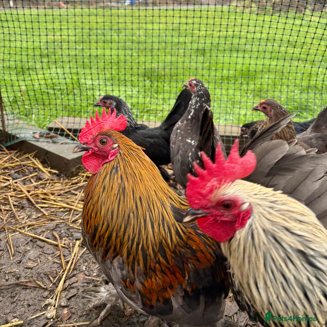 Chickens poultry for sale: Sablepoot/Booted Bantam Pullets - Advert 4